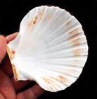 6 Lg White Irish Baking Scallop Shells  4-4 5   Restaurant Quality Beach Dining