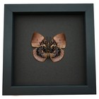 Vibrant Dead Leaf Mimic Butterfly Anaea Anna Verso Rare Framed Taxidermy Display