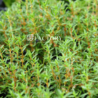 Rotala Florida   Aquarium Plants Factory  