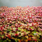  ludwigia Palustris Red  - Vibrant Aquarium Live Plant  Aquascaping