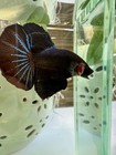 Live Betta Fish Male Half Moon Black Orchid High Quality Usa Seller