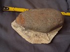 Oviraptor Raptor Dinosaur Egg Fossil Elongatoolithidea