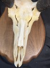 Pronghorn Antelope Skull Large Taxidermy Wall Mount Display Western Cabin Decor