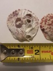 Lot Of 5 Scallop Sea Shells Small Beach Decor Craft Baking Serving Aquarium 