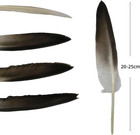 Grey Goose Feathers Natural Craft Feathers Long 8-10 Inch Bulk Feathers For Craf