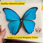 Butterfly Specimen Large Blue Morpho Menelaus Male  1pc Wings Spread A1