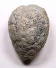 Holocystites Scutellatus Silurian Cystoid Fossil Indiana Massie Shale