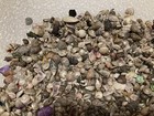 Mini Tiny Seashells - Crafts - Weddings - 1 Lb  Lot