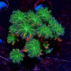      Arc Firework Clove Polyps     Live Soft Coral Frag For Reef Aquariums