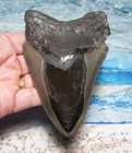 Megalodon Shark Tooth 4 3 4  Shark Teeth Huge Sharp Fossil Stunning Color  real