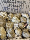 27-kentucky Geodized Fossils  Nice Ones  1    To 5    