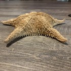 Vtg Large 12  Real Dried Starfish Specimen - Ocean Sea Star - Beach Decor