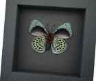 Charles Darwin Butterfly Callithea Philotima Asterope Leprieuri Framed Taxidermy