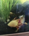 20 Fertile Axolotl Eggs     - Not A Pre-sale - Shipping Now     