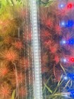 Color Combo Pack  Six Live Freshwater Aquarium Plant Bunches  Red Aquatic