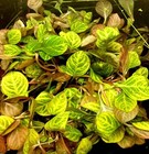 Buy 2 Get 1 Free - Ludwigia  Red Skeleton Ludwigia Repens  red Aquarium Plants