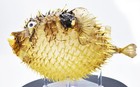 Real Giant Dried Porcupine Fish  12   Taxidermy Decorative Unique W  String
