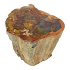 Petrified Wood  3 75   Polished Limb   r-7072