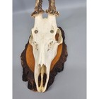 Black Forest Roe Deer Antler Skull 13in Vintage Birch Wood Wall Plaque Trophy
