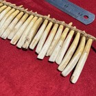 Pigs Teeth Necklace  Imbonggu Tribe  Southern Highlands  Papua New Guinea 