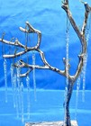 Kurt Adler Glass Icicle Ornament Set 12 Clear Twisted Crystal Style New  