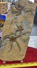Mass Mortality Fossil Starfish Geocoma Carinata Morocco 150 Million Years Old