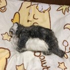 Hansa Hansa Cat Plush Toy  e9dc21