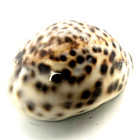 3   x 2    Old Large Hawaiian Tiger Cowrie Shell  Hawaii  cypraea Tigris Schilderiana