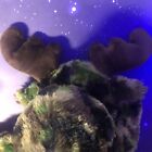 Dan Dee Collectors Choice Camo Camouflage Moose 16  Plush Stuffed Animal Toy
