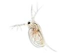 5 000  Live Moina Macrocopa Culture  daphnia Relative  Free Overnight Shipping 