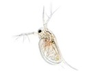 7 000  Live Moina Macrocopa Culture  daphnia Relative  Free Overnight Shipping 
