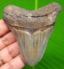 Megalodon Shark Tooth - Real Fossil 2 84    Serrated Shark Teeth No Restorations