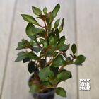 Ludwigia Repens  dark Red  Live Aquarium Plants   buy One Get One 50  Off 