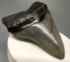 Fossil Carcharocles Chubutensis Shark Tooth - 2 84  - Miocene  Sc - Attractive