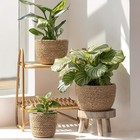 Set Of 3 Natural Seagrass Planters For Indoor Plants