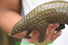 12 2  Rare Old Chinese Bronze Mother Son Pangolin Animal Statue Sculpture