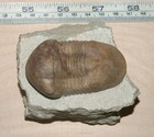 Illaenus Atavus  Rare Macropyge Illaenid Trilobite  Ordovician Of  Russia