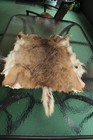 4 Whitetail Deer Hides