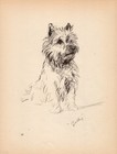 Vintage Cairn Terrier Print Wall Art Decor 1940s Lucy Dawson Cairn Terrier 6095k