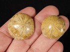 Two  Small Polished 150 Million Year Old  Sand Dollar Fossil Madagascar 21 8gr