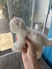 Douglas Cat Plush Tiny White Cat Stuffed Animal