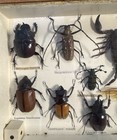 Vintage Insect Display Box With Labeled Specimens  Beetle  Scorpion  Cicada