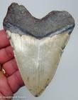 Megalodon Shark Tooth 4 26    Real Fossil Xl Big Megladon Sharks Teeth - No Resto 