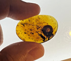 A101 Bu8017 Very Large Snail In Authentic Burmese Amber Burmite  99mya