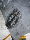 500 Million Year Old  Asaphiscus Wheeleri Trilobite Fossil Matrix Cambrian Utah