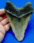 Huge 5-1 16     Genuine Meg Prehistoric Tooth-saint Mary s River Florida ga 