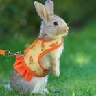 Kitten Harness And Leash  Bunny Guinea Pig Clothes Ferret Rabbit Rats Hamster   