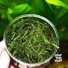 Java Moss Portion In 3 w X 2 h Cup Easy Live Fresh Water Aquarium Plants