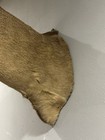 10 Point Whitetail Deer Shoulder Mount Taxidermy Antler Damaged Nose And Ear