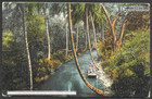 Jamaica Postcard Rio Cobre Canal At Spanish Town  Kingston To Sweden  Cover 1920